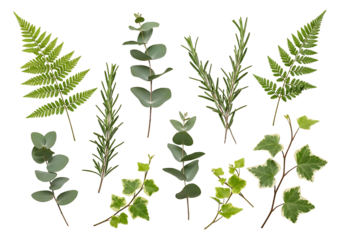 Botanical Assortment Ferns Rosemary Eucalyptus and Ivy on White.