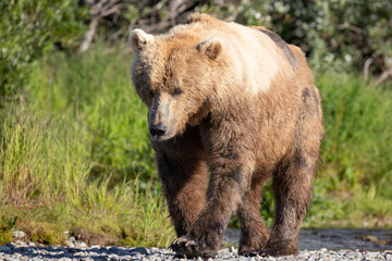 Fototapeta premium Brown Bear walking along a rocky river edge