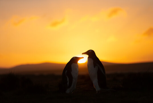 Close-up silhouette of two Gentoo penguins at golden sunrise in Falkand Islands