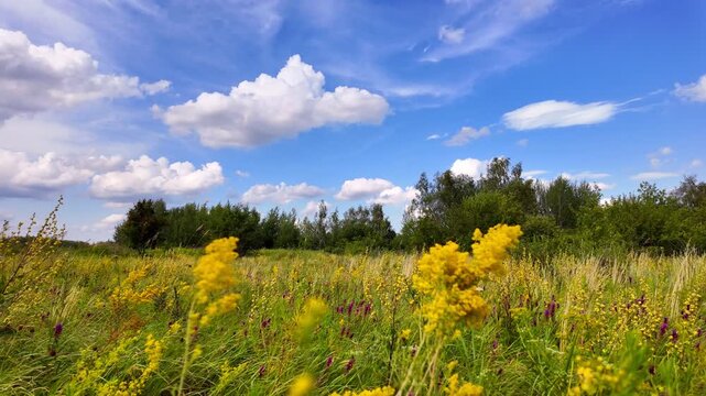 Picturesque scene capturing colorful wildflowers in sunny meadow, framed by enchanting forest and cloud dotted sky, radiating natural beauty, Europe