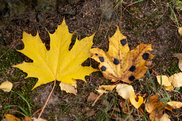 Close-up of two yellow maple leaves on the ground, one healthy and one infected with tar spot fungus. Autumn forest floor background showing seasonal foliage and plant disease contrast in nature.
