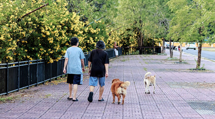 Two people walking dogs along a tree-lined path with blooming yellow flowers, enjoying a peaceful afternoon in a public park.