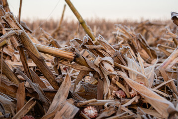 Frost-covered cornfield after harvest at sunrise. Cold autumn morning with fog, frosty corn stalks, and dried husks in a rural farm field. Agricultural landscape showing end-of-season texture and natu