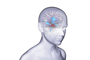 Cerebral aqueduct and ventricles, 3D illustration