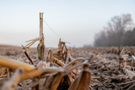 Frost-covered cornfield after harvest at sunrise. Cold autumn morning with fog, frosty corn stalks, and dried husks in a rural farm field. Agricultural landscape showing end-of-season texture and natu