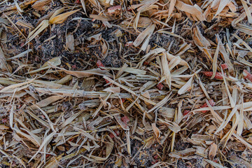 Frost-covered cornfield after harvest at sunrise. Cold autumn morning with fog, frosty corn stalks, and dried husks in a rural farm field. Agricultural landscape showing end-of-season texture and natu