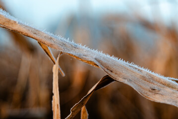 Frost-covered cornfield after harvest at sunrise. Cold autumn morning with fog, frosty corn stalks, and dried husks in a rural farm field. Agricultural landscape showing end-of-season texture and natu