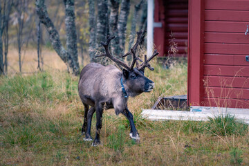 Beautiful reindeer in the lofoten