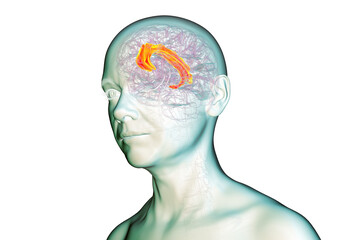 Human brain highlighting the cingulate gyrus, 3D illustration