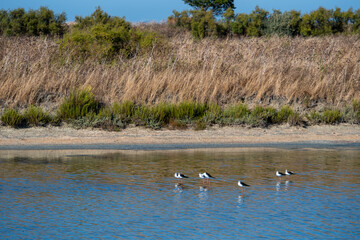 Birds Wading in a Tranquil Lake,Ile de Ré, Charente-Maritime, France