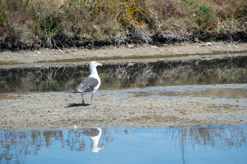 Seagull by Reflective Water Surface,Ile de Ré, Charente-Maritime, France