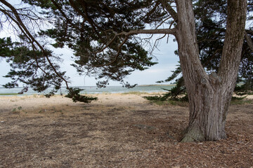 Tree Overlooking a Tranquil Beach Scene, Ile d'Aix, Charente-Maritime, France
