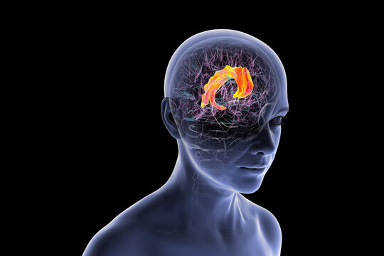 Human brain highlighting the cingulate gyrus, 3D illustration