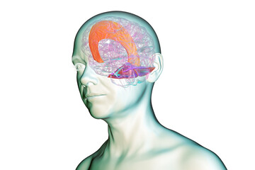 Falx cerebri and tentorium cerebelli, 3D illustration