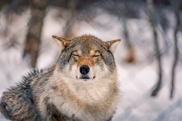 Beautiful wolf in the Norwegian polar park