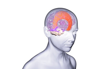 Falx cerebri and tentorium cerebelli, 3D illustration