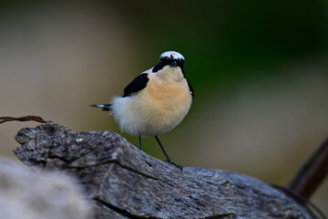 Eastern Black-eared Wheatear // Balkansteinschmätzer (Oenanthe melanoleuca) - Peloponnese, Greece