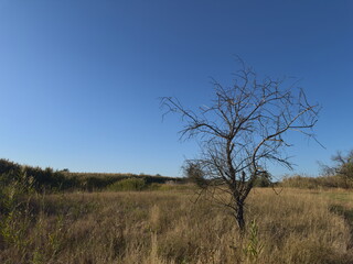 A lone dead tree stands in tall dry grass under a clear blue sky, evoking solitude and nature's...