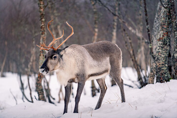 Beautiful reindeer in the Arctic polar park