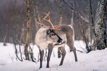 Beautiful reindeer in the Arctic polar park