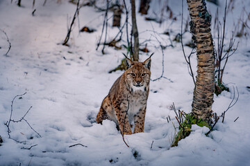 lynx in snow