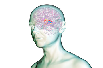 Brain fornix, 3D illustration