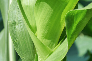 Obraz premium Green corn leaves with textured surface and sunlight in a field.