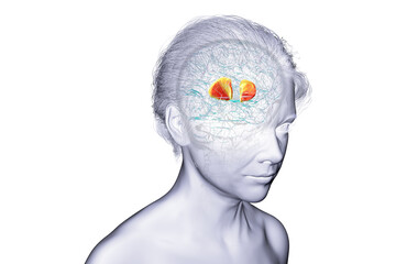 Internal capsule highlighted in brain, 3D illustration