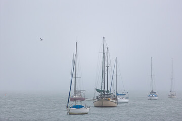 Fototapeta premium Veleiros ancorados na névoa com gaivota voando, criando paisagem minimalista