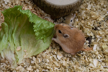 golden gerbil is eating in cage, cute rodent. Suitable for zoo and ecology themes.