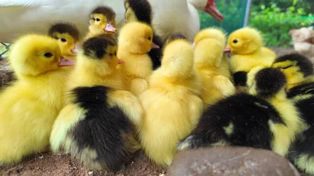 Endearing yellow ducklings waddling around serene farm setting displayed in slow motion revealing their playful nature and fluffy textures in detail
