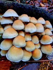 A group of small brown mushrooms grows in a cluster on mossy ground, caps detailed with gills and stems. Forest floor scene captures natural fungi in earthy, macro style.