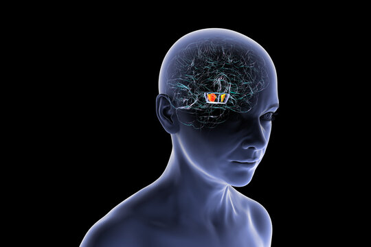 Human brain with highlighted substantia nigra, 3D illustration.