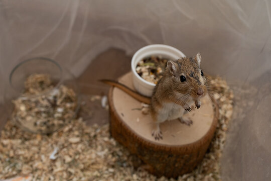 golden gerbil is eating in cage, cute rodent. Suitable for zoo and ecology themes.