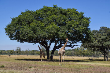 Giraffes stand beneath a tree in a nature reserve in Africa