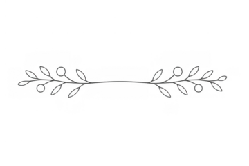 Decorative floral divider line with minimalist leaves and berries, elegant branching ornament on transparent background