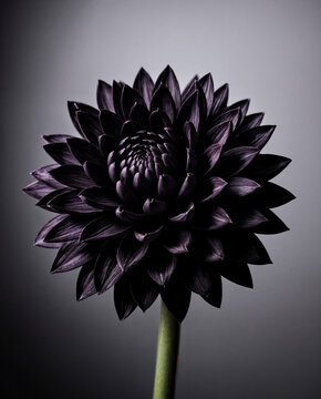 Black dalia flower with dramatic lighting