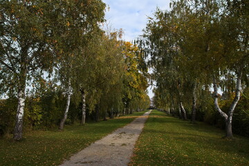 Birch Alley Akademiepark Wiener Neustadt