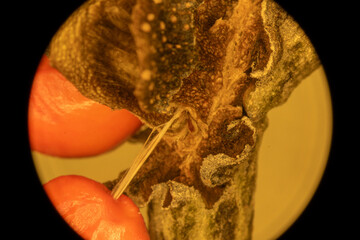 Magnolia Fruit up Close - Microscope