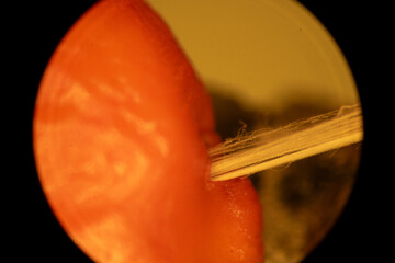 Magnolia Fruit up Close - Microscope