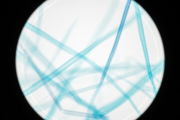 Microscopic Wood Fibers