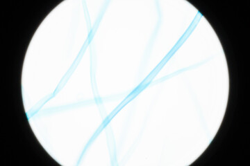 Microscopic Wood Fibers