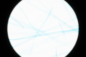 Microscopic Wood Fibers