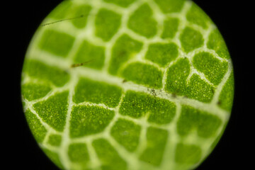 Microscopic Leaf Photo 