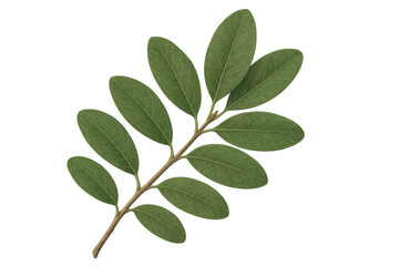 Fresh green leaves growing on branch isolated, representing nature, environment, and botanical elements
