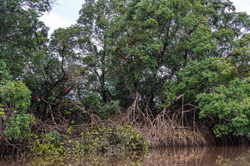 Fototapeta premium Boat trip on the Igarape do Urubu River, Delta das Americas to Ilha das Canarias, Brazil. South America