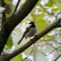 Obraz premium Black-capped chickadee perched in a tree