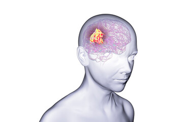 Human brain with highlighted precuneus gyrus, 3D illustration