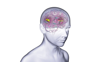 Human brain with the transverse temporal gyri, 3D illustration