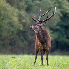 Portrait of a mature Red deer stag observing the senses in alert in a plain during the rut. Cervus elaphus, Sologne, Loiret 45, région Centre Val de Loire, France, European Union, Europe